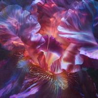 Iris - Achieving Your Goals - 20 Hz (Beta)