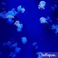 Lunar - Indigo Infusion