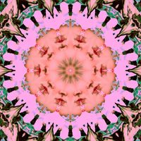 Bodhi - Reformat
