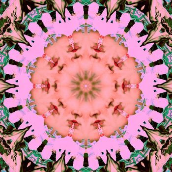 Bodhi - Reformat