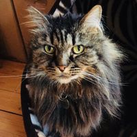 Music For Cats - Calming Music to Relax Your Cat