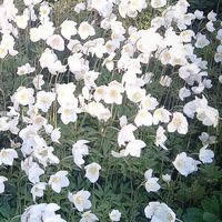 JEMAL - Дай мне свою любовь