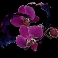 Dewpoint - Bloom