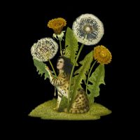 Kate Young - Dandelion