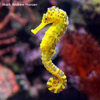 Mark Andrew Hansen - Seahorse: Piano Collection II