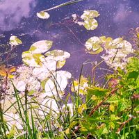 Robert Owen - Summertime Haze