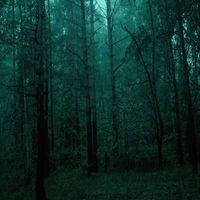 enchanter - Forgotten Forest