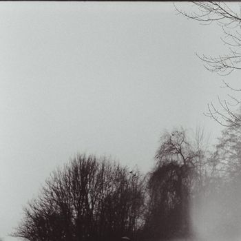 mosaique - only tree
