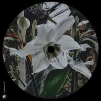 Bajazo - Time to Grow