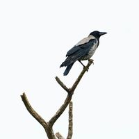 Awa - pui pui makassar