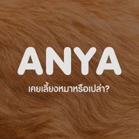 Anya - เคยเลี้ยงหมาหรือเปล่า?