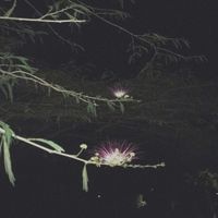 JULI - Enmimente