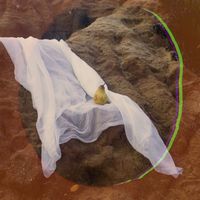 Ocelot - Prinssi/Pikkuveli