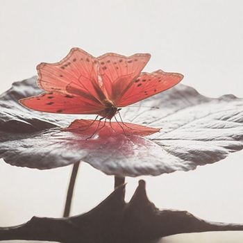 Audrey Danza - Butterfly Effekt