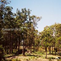 Agua - Kawarren Birds