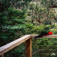 Agua - Lorne Cockatoos