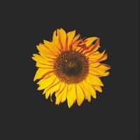 Michael White - Breathe Again