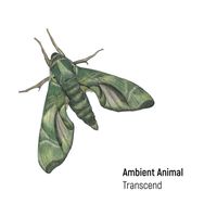 Ambient Animal - Transcend