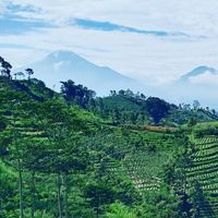 Fandi - Lembayung