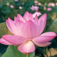 Dweeb - Lotus