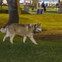 Mania - Las que no salieron