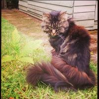 Music For Cats - Absolute Purrfection