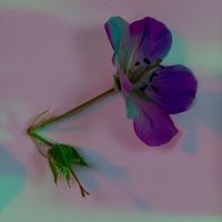 Die Jugend von Gestern - Valentina