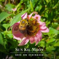 Sun Kil Moon - Bees on Echinacea
