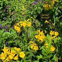 Fluid - Passing Through: Extended Stay (Bonus Track Edition)