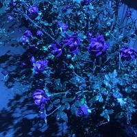 Edward - Down the Rabbit Hole