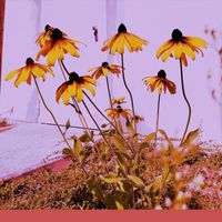 Piska Power - Piano Jam  300724 Recycle