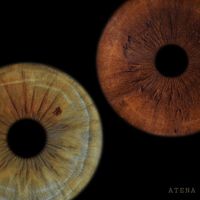 ATENA - Одно целое