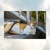 Principal Dean - Beach Cat