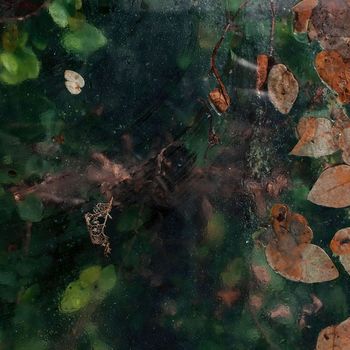 Ряска - Ряска