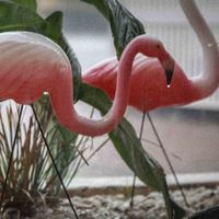 Olympic Pool Maintenance League - Lovely Light Show