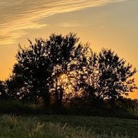 Cedar - Good Side of Full