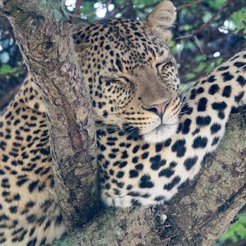 Tim Fuller - Illannoy