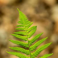 Javier Alvarez - Echoes of Silent Whispers