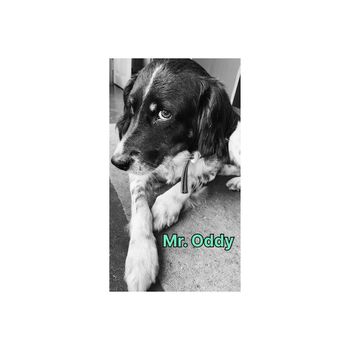 2dB - Mr. Oddy