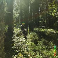 Penelope - The Forest Longs to Be Remembered...