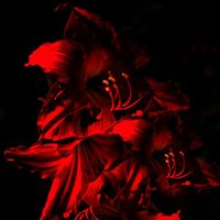 ezcbr - GRACIAS / VIDA