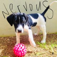 Jamie Porteous - Nervous