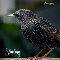 Zoomancer - Starling