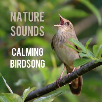 Nature Sounds - Calming Birdsong
