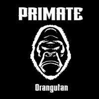 Primate - Orangutan