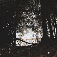 moonlight - teeth (interlude)