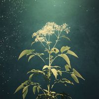 Ikiro - Elderflower