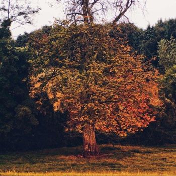 Forge - Anathema