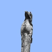 BLX - Feel the Night 2021 Rmxs