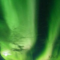 KIWI - GREEN.